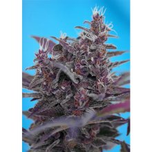 Sweet Seeds Black Cream Auto - feminised