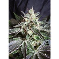 Sweet Seeds Black Jack - feminised