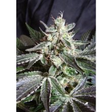 Sweet Seeds Black Jack - feminised