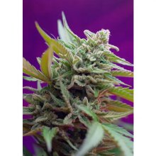 Sweet Seeds Black Jack Auto - feminised