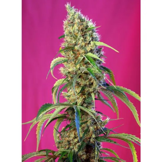 Sweet Seeds Black Jack CBD - feminised