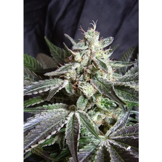 Sweet Seeds Black Jack F1 Fast Version - feminised