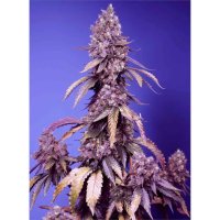 Sweet Seeds Black Muffin F1 Fast Version - feminised