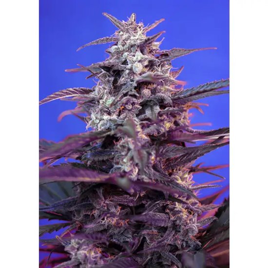 Sweet Seeds Bloody Skunk Auto - feminised