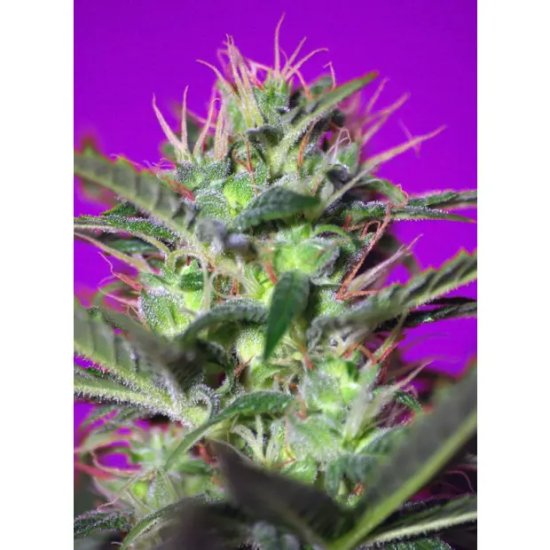 Sweet Seeds Botafumeiros - feminised