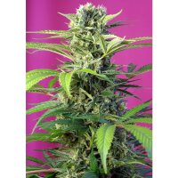 Sweet Seeds Chem Beyond Diesel CBD - feminised