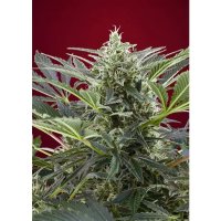 Sweet Seeds Cream 47 - feminised