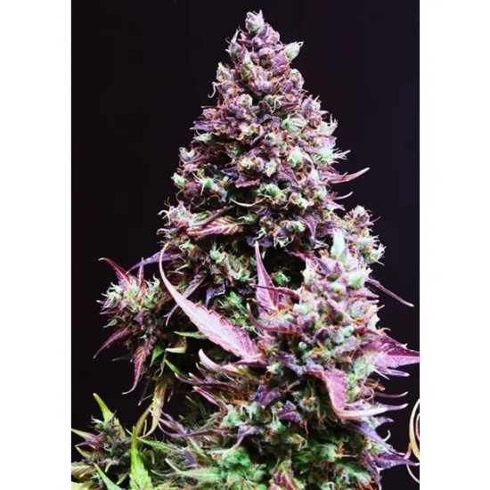 Sweet Seeds Cream Caramel Auto - feminised