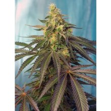 Sweet Seeds Cream Caramel CBD - feminised