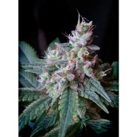 Sweet Seeds Cream Caramel F1 Fast Version - feminised