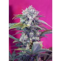 Sweet Seeds Cream Mandarine Auto - feminised