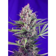 Sweet Seeds Cream Mandarine F1 Fast Version - feminised