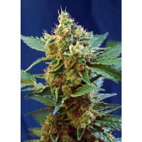 Sweet Seeds Cream Mandarine XL Auto - feminised