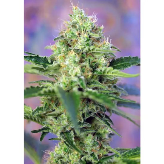 Sweet Seeds Crystal Candy - feminised