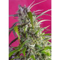 Sweet Seeds Crystal Candy Auto - feminised