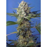 Sweet Seeds Crystal Candy F1 Fast Version - feminised