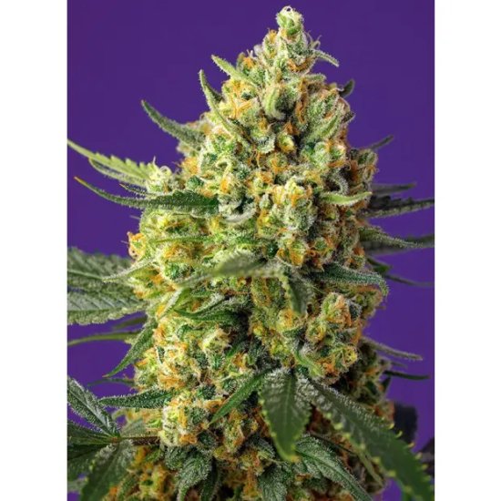 Sweet Seeds Crystal Candy XL Auto - feminised