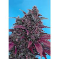 Sweet Seeds Dark Devil Auto - feminised