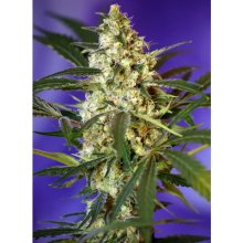 Sweet Seeds Fast Bud Auto - feminised