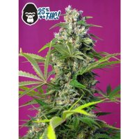 Sweet Seeds Gorilla Girl - feminised