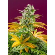 Sweet Seeds Gorilla Girl F1 Fast Version - feminised