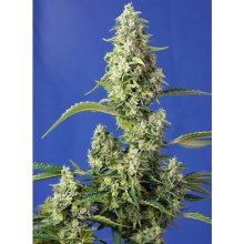 Sweet Seeds Gorilla Girl XL Auto - feminised