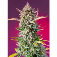 Sweet Seeds Gorilla Sherbet F1 Fast Version - feminised