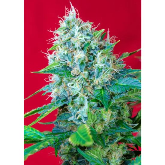 Sweet Seeds Green Poison - feminised