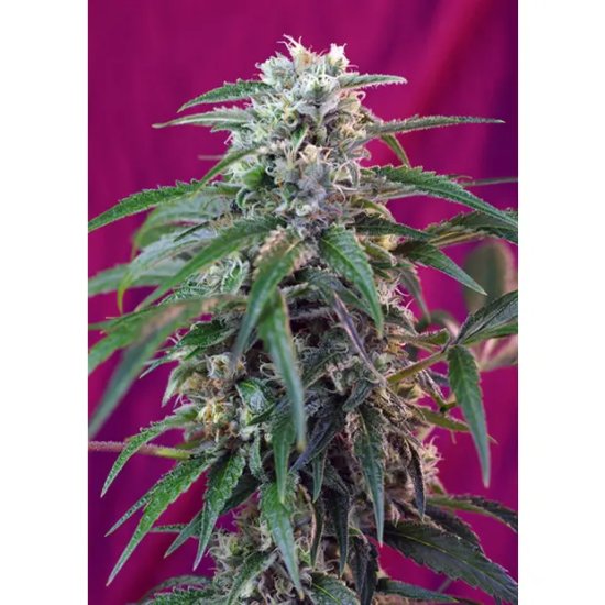 Sweet Seeds Green Poison Auto - feminised