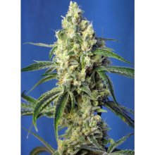 Sweet Seeds Green Poison CBD - feminised