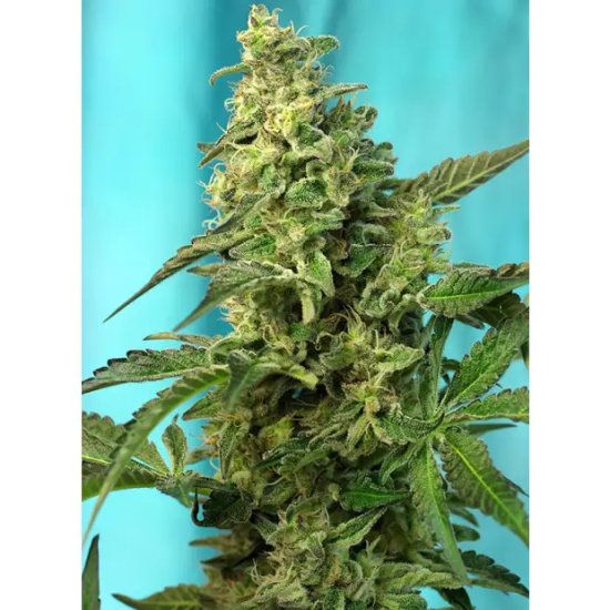 Sweet Seeds Green Poison F1 Fast Version - feminised