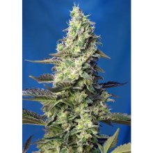 Sweet Seeds Green Poison XL Auto - feminised