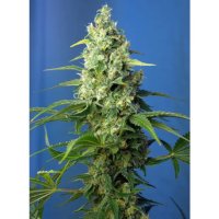 Sweet Seeds Honey Peach Auto CBD - feminised