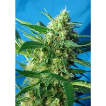 Sweet Seeds Ice Cool Auto - feminised