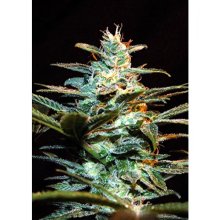 Sweet Seeds Ice Cool CBD - feminised