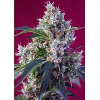 Sweet Seeds Indigo Berry Kush - feminised