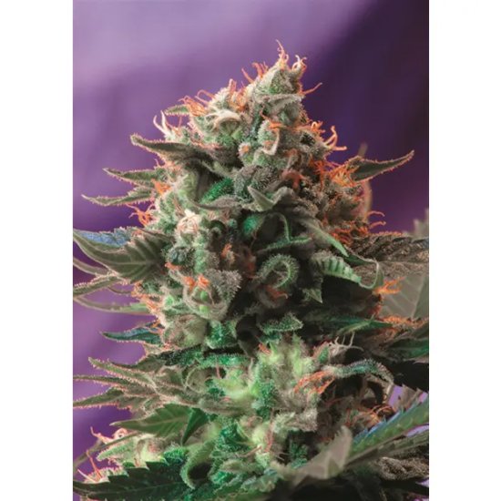 Sweet Seeds Jack 47 - feminised