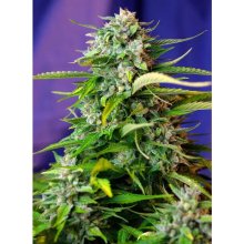 Sweet Seeds Jack 47 XL Auto - feminised