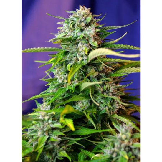 Sweet Seeds Jack 47 XL Auto - feminised