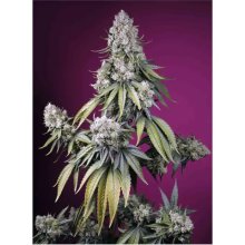 Sweet Seeds Jealousy Z XL Auto - feminised