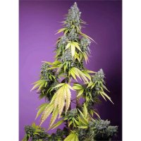 Sweet Seeds Jet Fuel Mandarine XL Auto - feminised