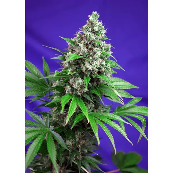 Sweet Seeds Killer Kush F1 Fast Version - feminised