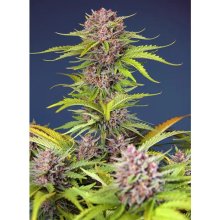 Sweet Seeds Mimosa Bruce Banner XL Auto - feminised