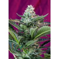 Sweet Seeds Mohan Ram Auto - feminised