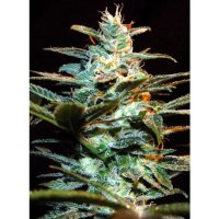 Sweet Seeds NYC Diesel - feminised