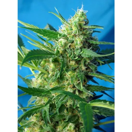 Sweet Seeds NYC Diesel Auto - feminised