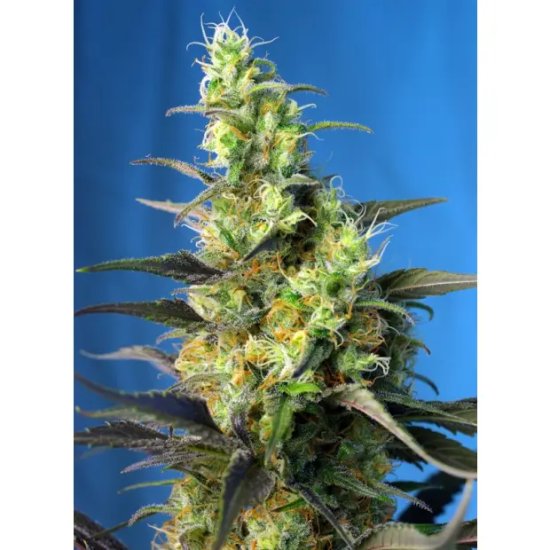 Sweet Seeds NYC Diesel CBD - feminised