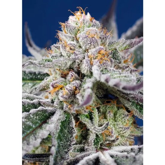 Sweet Seeds Orange Apricot Glue XL Auto - feminised