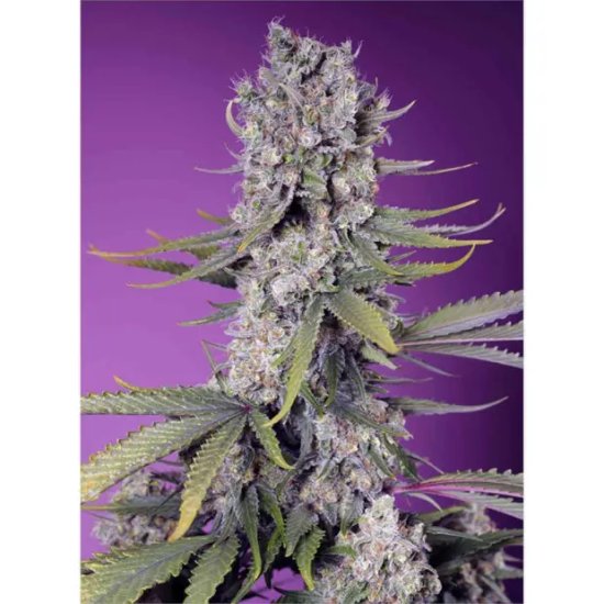 Sweet Seeds Papaya Zoap F1 Fast Version - feminised