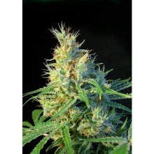 Sweet Seeds Psicodelicia - feminised